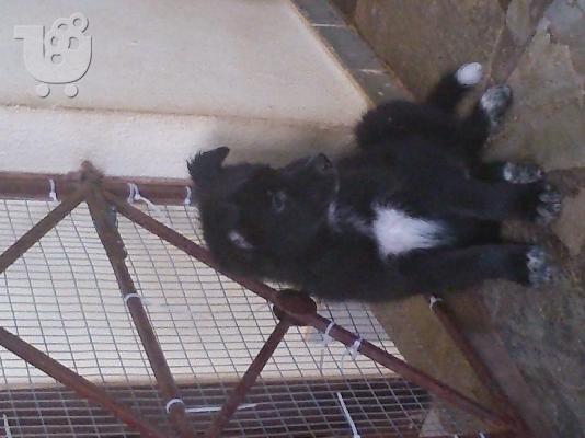 Χαρίζεται κουταβάκι